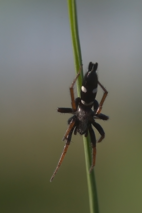 Aphantaulax trifasciata