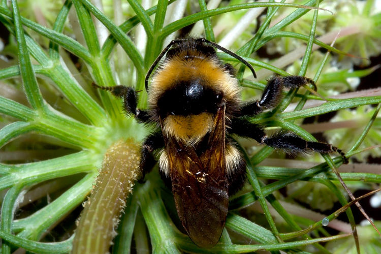 Vespula e Polistes che passano la notte sotto i fiori