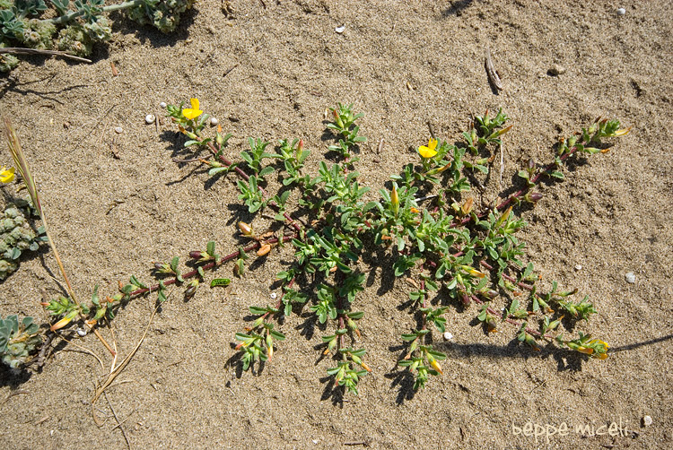 quiz - Ononis variegata