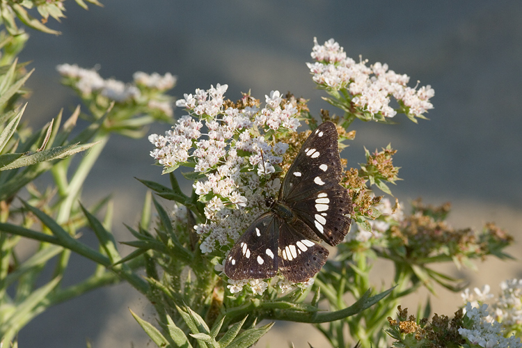 Limenitis reducta