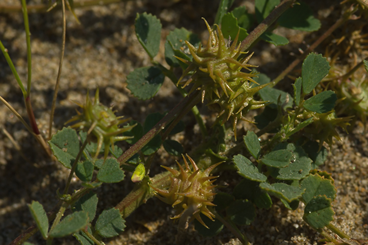 Medicago littoralis / Erba medica litorale