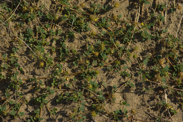 Medicago littoralis / Erba medica litorale