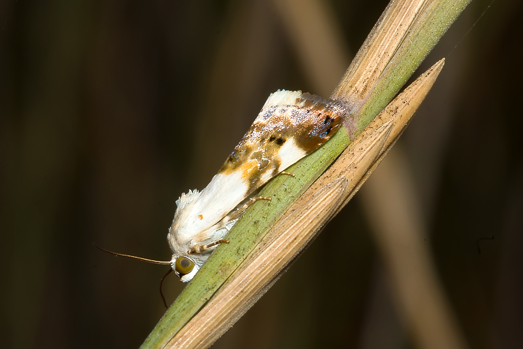 Noctuidae :   Acontia lucida? .