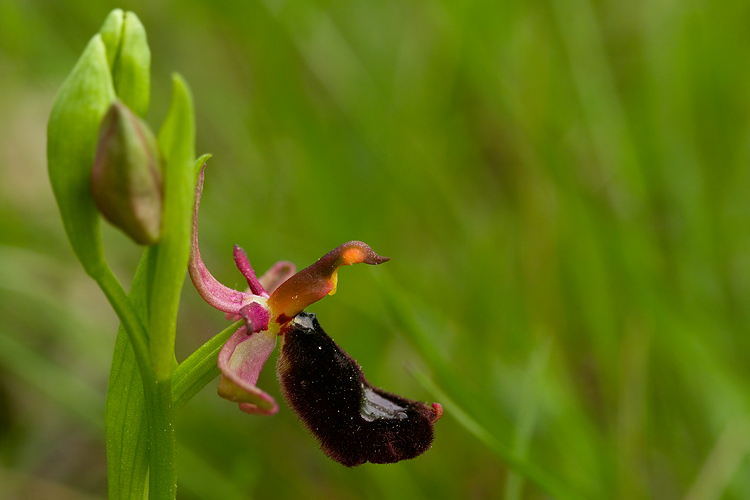 Ophrys bertolonii