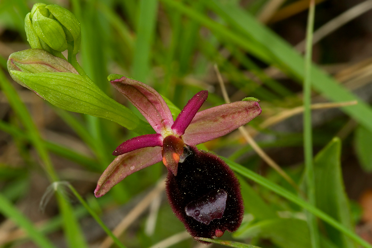 Ophrys bertolonii