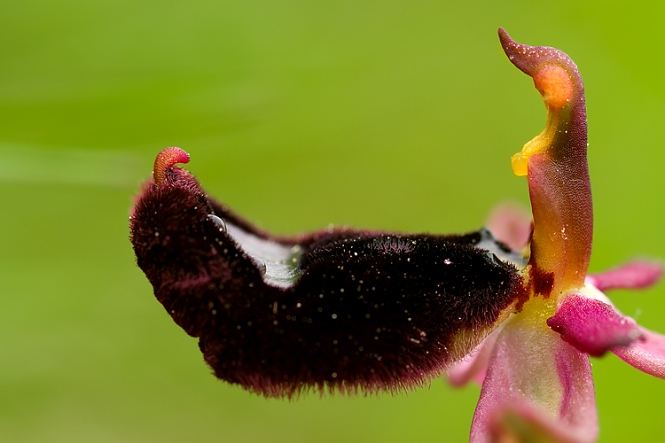 Ophrys bertolonii