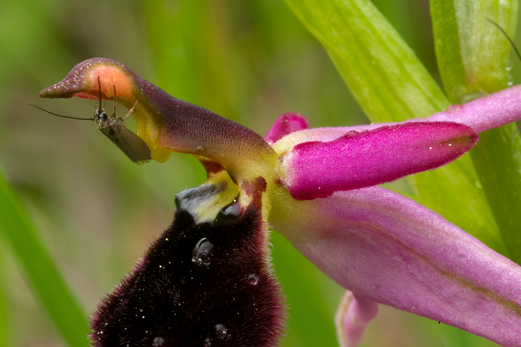 Accoppiamento su Ophrys bertolonii
