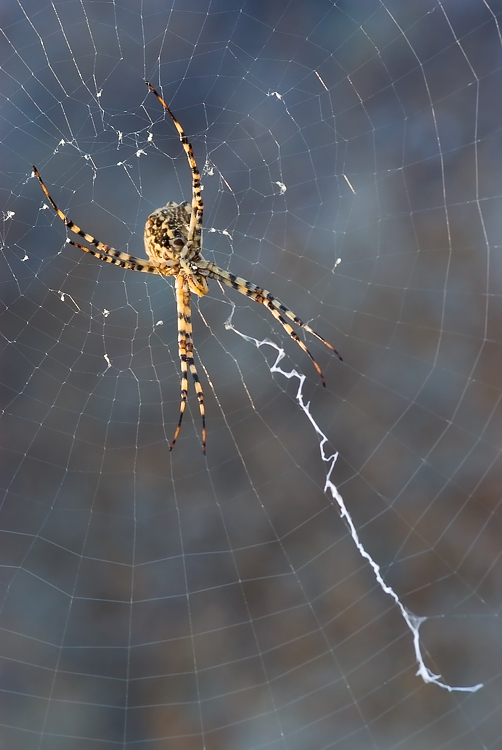 Argiope bruennichi