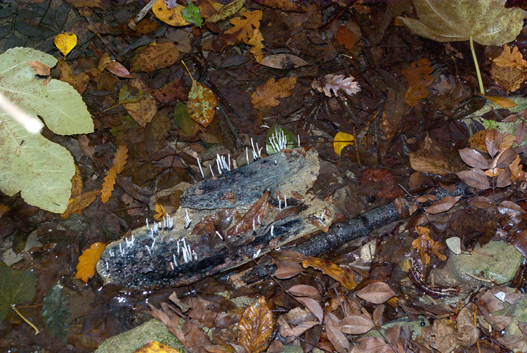 cos''? (Xylaria hypoxylon)