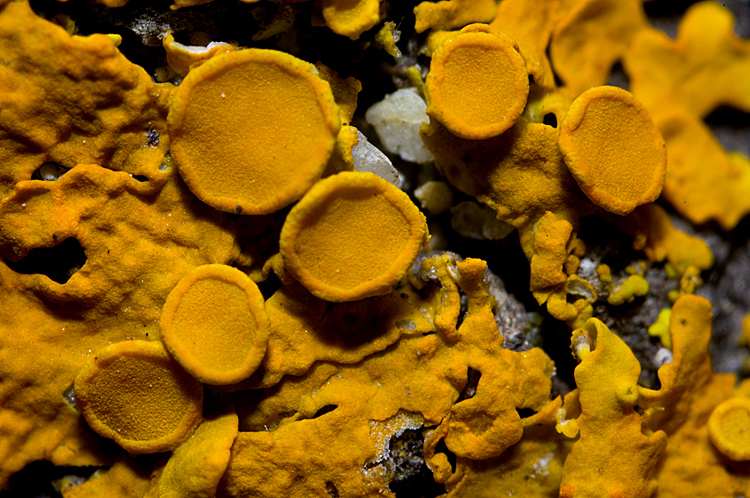 Xanthoria parietina su Pistacia lentiscus