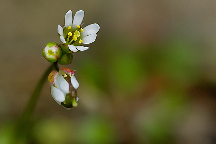 Erophila verna / Draba primaverile