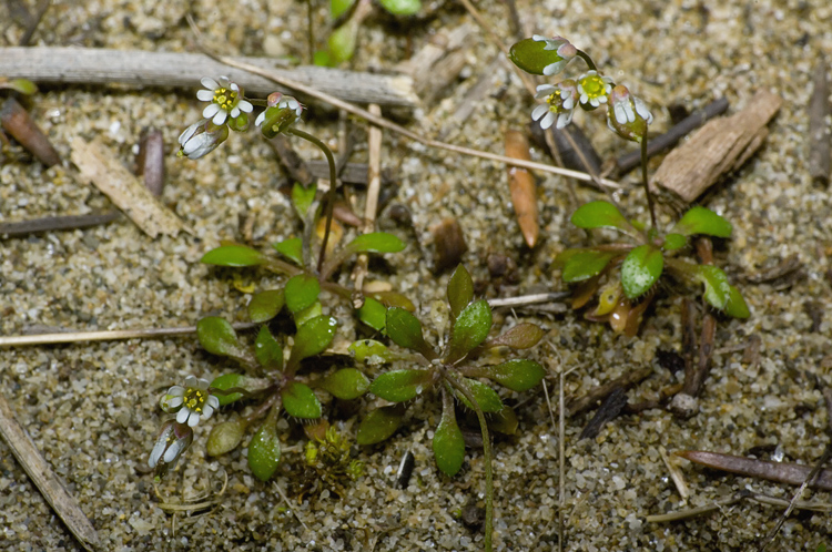 Erophila verna / Draba primaverile