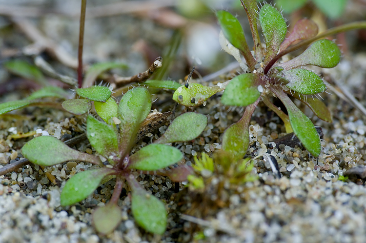 Erophila verna / Draba primaverile