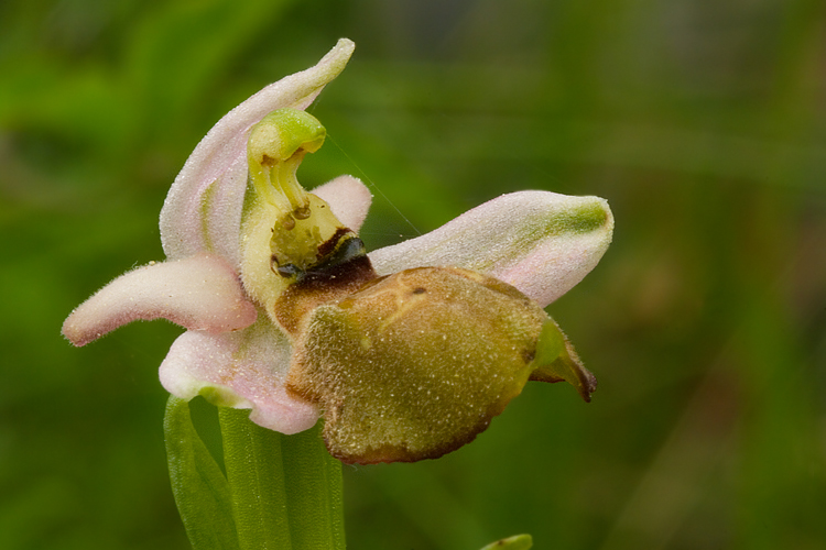 Ibrido di Ophrys sphegodes/exaltata tyrrhena?