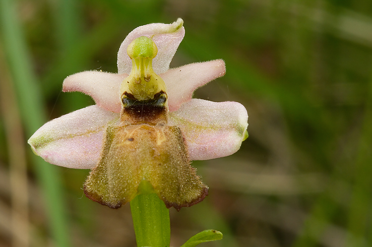 Ibrido di Ophrys sphegodes/exaltata tyrrhena?