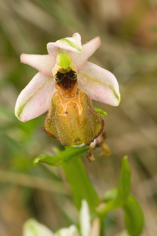 Ibrido di Ophrys sphegodes/exaltata tyrrhena?