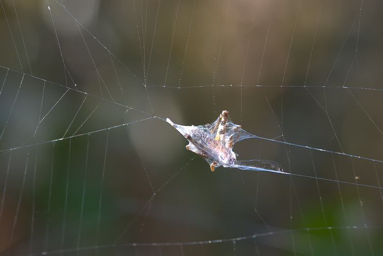 La predazione di una Argiope bruennichi