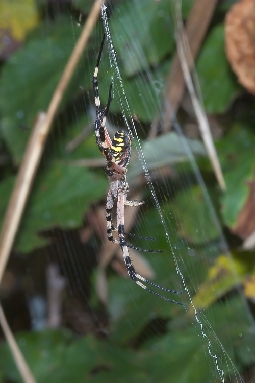 La predazione di una Argiope bruennichi