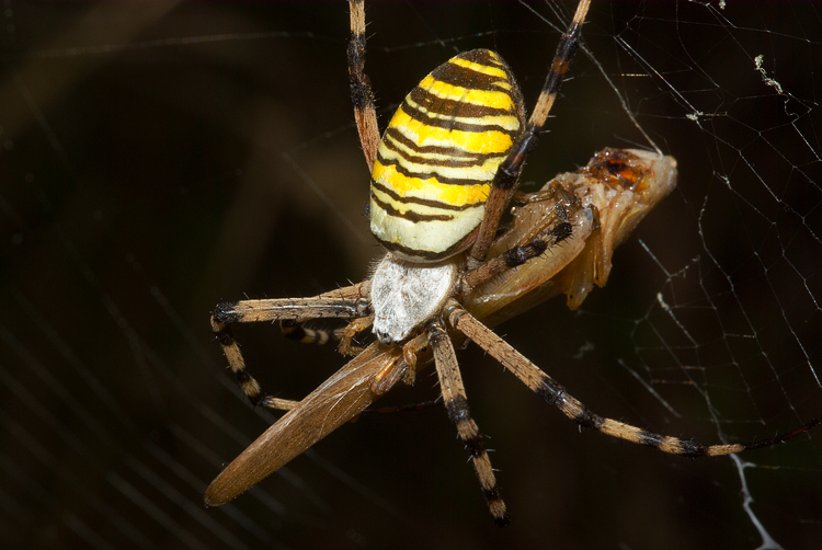 Argiope bruennichi