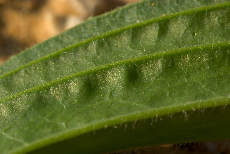 Plantago cfr. lanceolata  ( e Ditomus clypeatus )