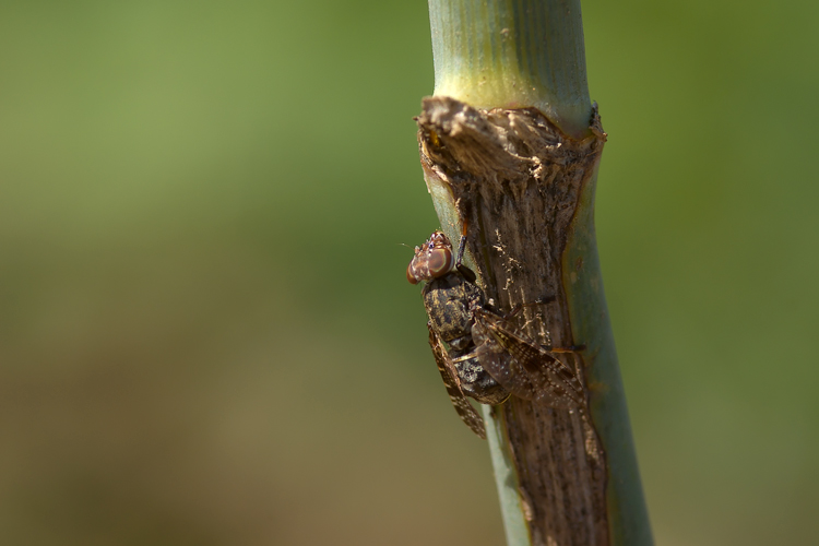 Platystoma sp.