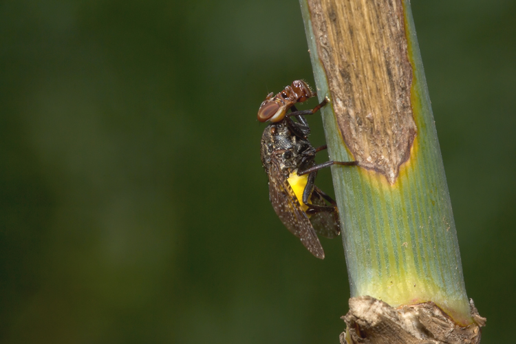 Platystoma sp.