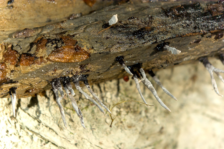 cos''? (Xylaria hypoxylon)