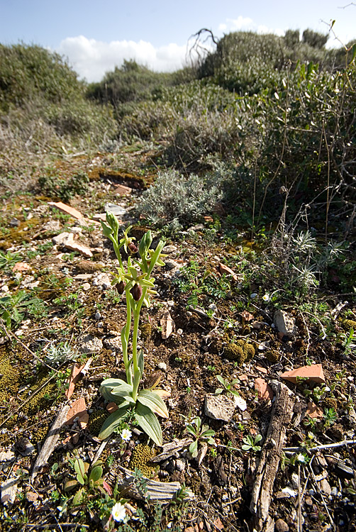 un'' Ophrys retrodunale da determinare