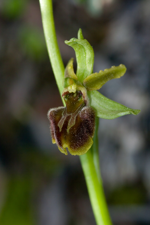 un'' Ophrys retrodunale da determinare