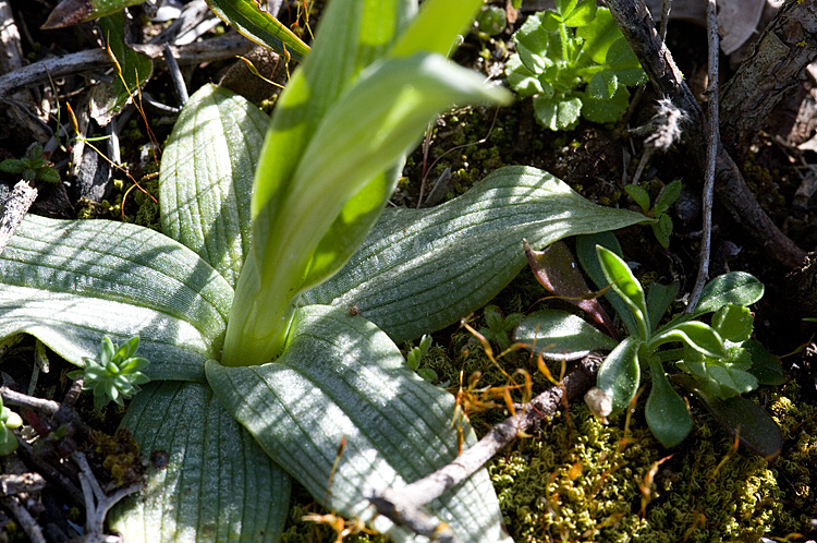 un'' Ophrys retrodunale da determinare