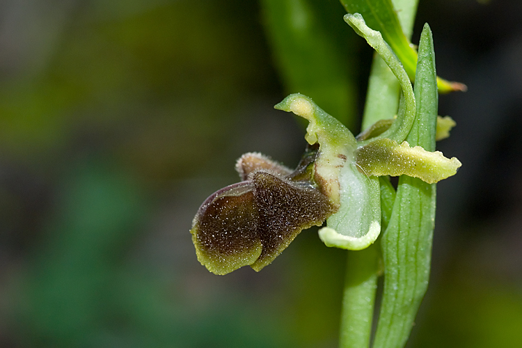 un'' Ophrys retrodunale da determinare