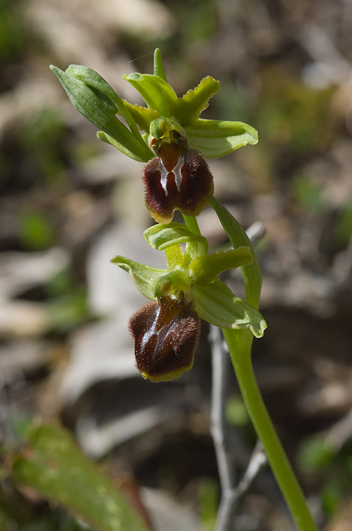 un'' Ophrys retrodunale da determinare