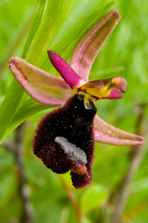 Orchidee del Chianti 2009