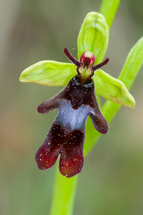 Ophrys insectifera