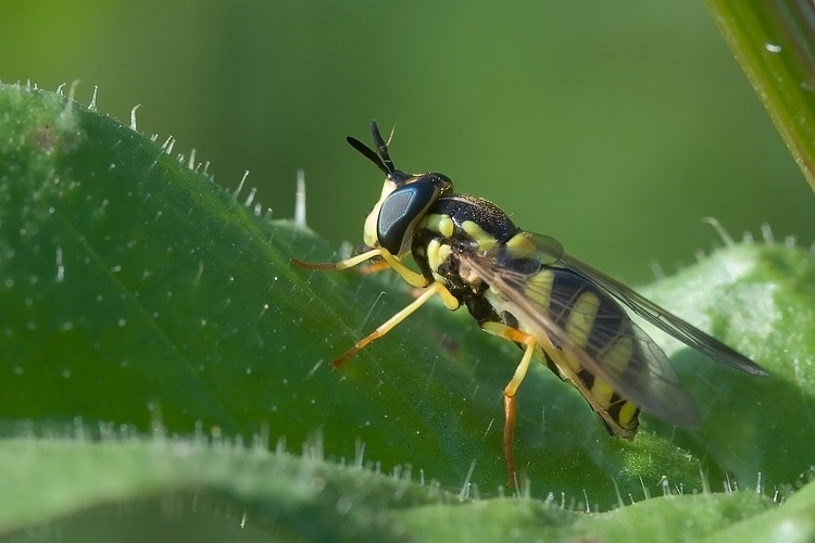 Chrysotoxum sp. (Syrphidae)