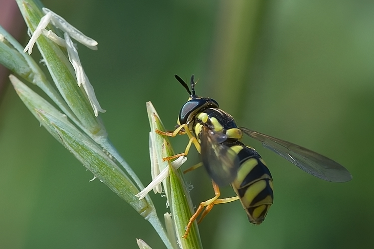 Chrysotoxum sp. (Syrphidae)