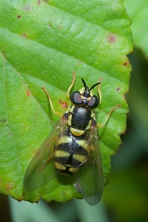 Chrysotoxum sp. (Syrphidae)