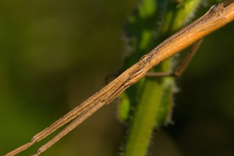 Clonopsis gallica