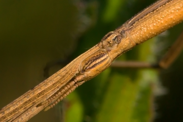 Clonopsis gallica