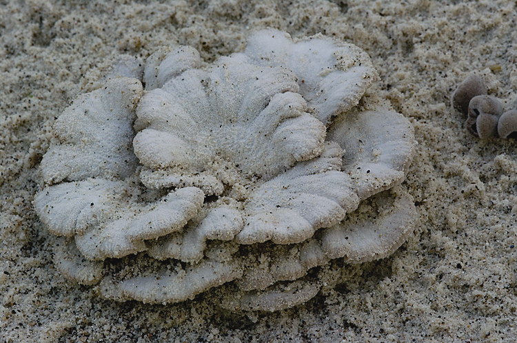Aphyllophorales su...sabbia!! (Schizophyllum commune)