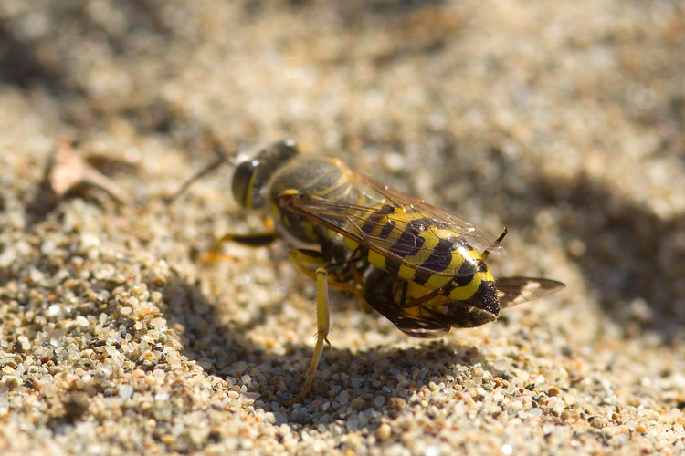 Bembix  oculata cattura e seppellisce Chrysops