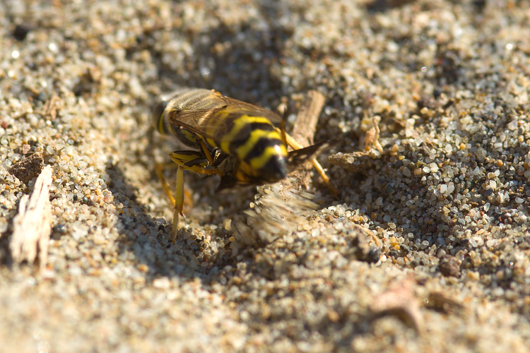 Bembix  oculata cattura e seppellisce Chrysops