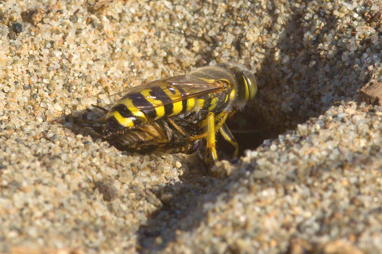 Bembix  oculata cattura e seppellisce Chrysops