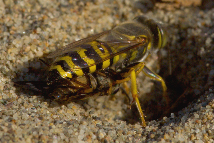 Bembix  oculata cattura e seppellisce Chrysops