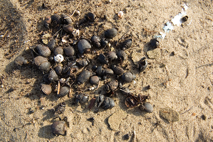 Il litorale alla Fiumara di Marina di Grosseto