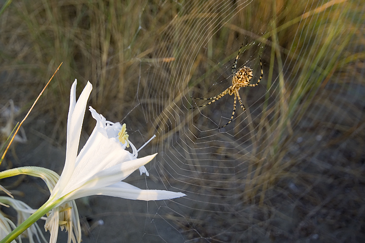 Coppia Argiope lobata