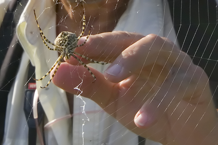 Coppia Argiope lobata