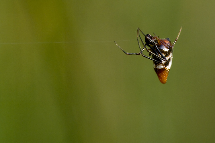 Argyrodes sp.