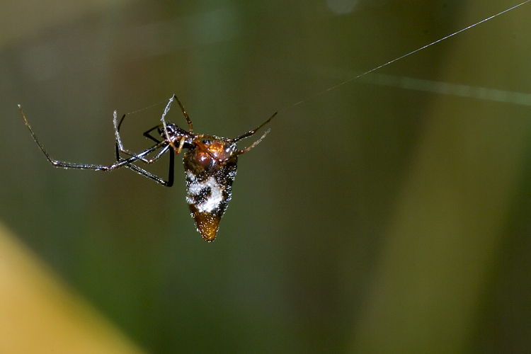 Argyrodes sp.