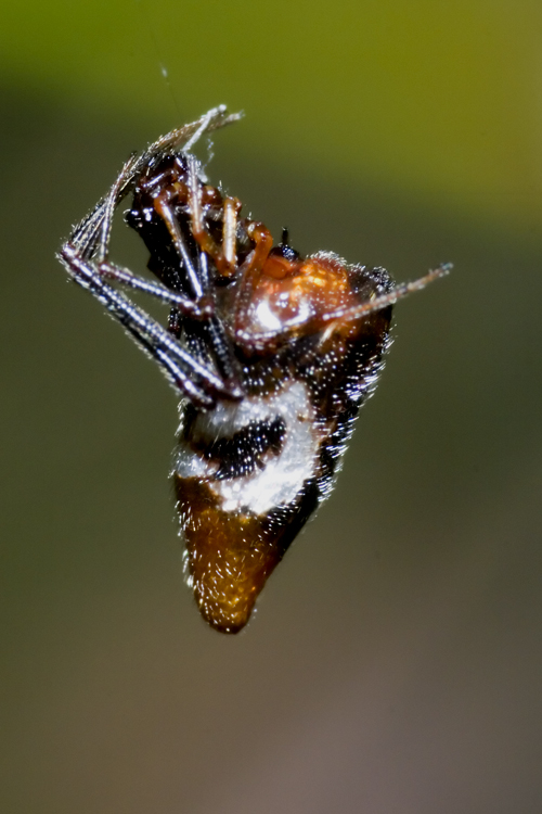 Argyrodes sp.